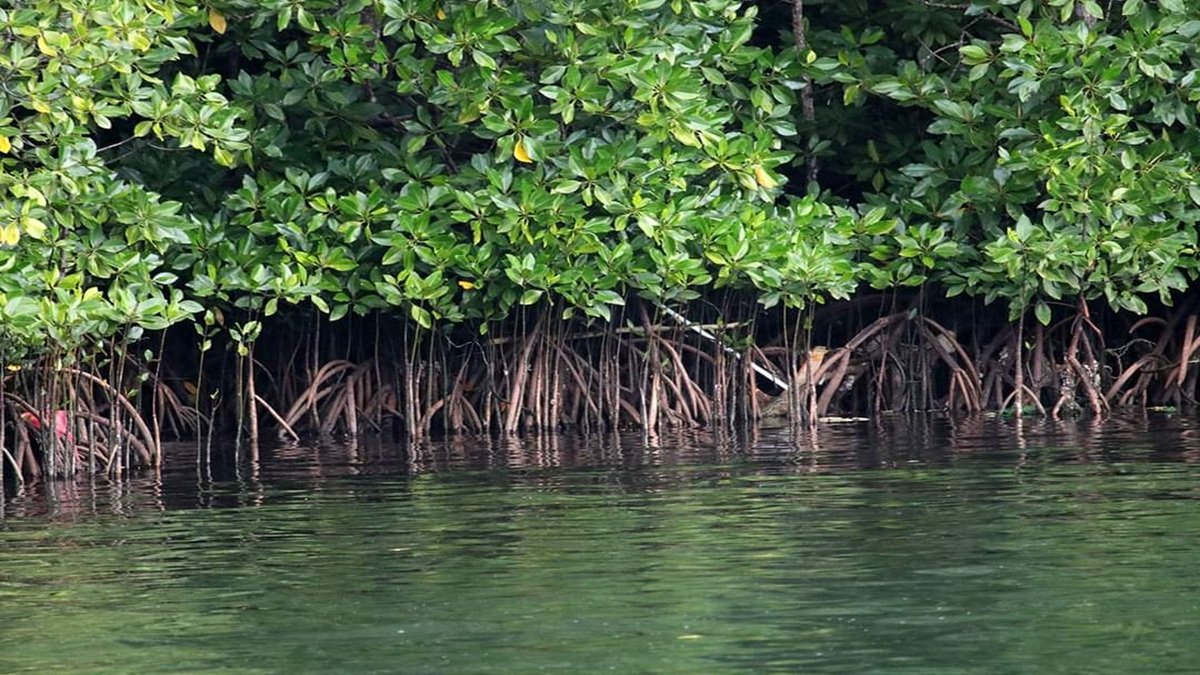 Ekonomi Hijau Diperkuat lewat Pemulihan Mangrove dan Pasar Karbon
